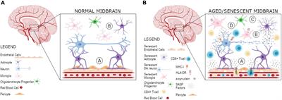 Age-Related Midbrain Inflammation and Senescence in Parkinson’s Disease